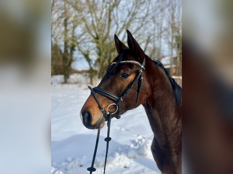 Koń trakeński Wałach 3 lat 167 cm Gniada in Panker