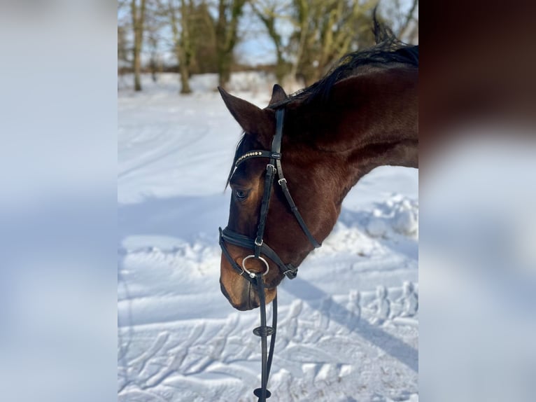 Koń trakeński Wałach 3 lat 167 cm Gniada in Panker