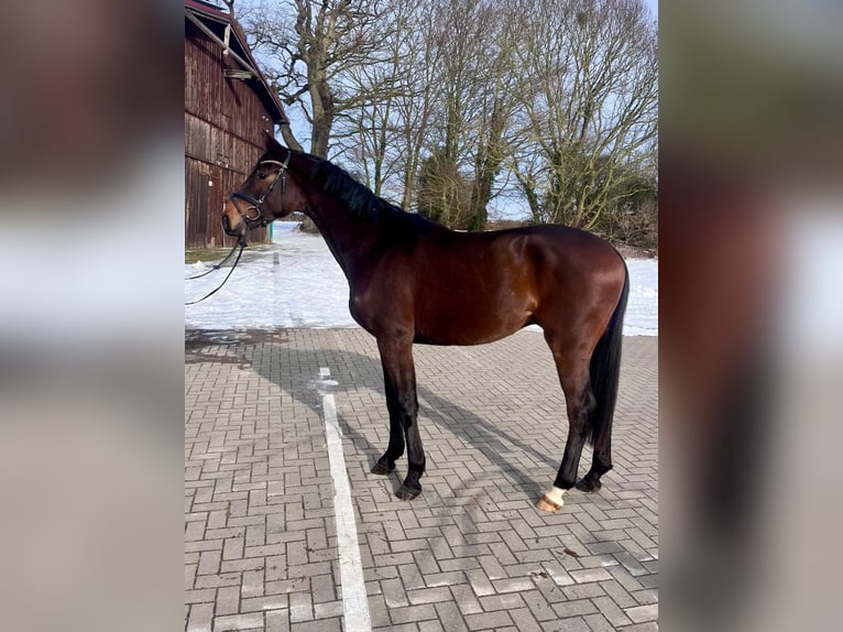 Koń trakeński Wałach 3 lat 167 cm Gniada in Panker