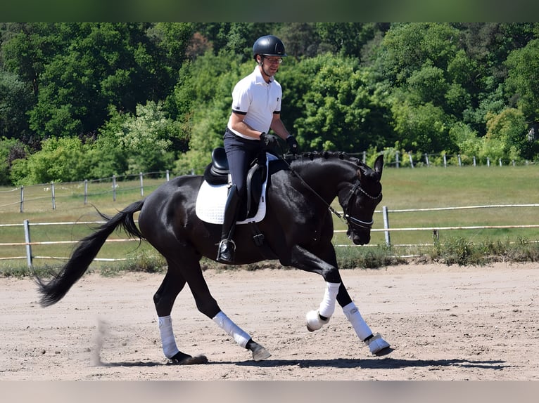 Koń trakeński Wałach 3 lat 167 cm Kara in Hohen Neuendorf
