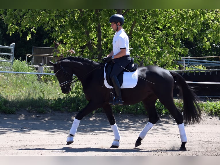 Koń trakeński Wałach 3 lat 167 cm Kara in Hohen Neuendorf
