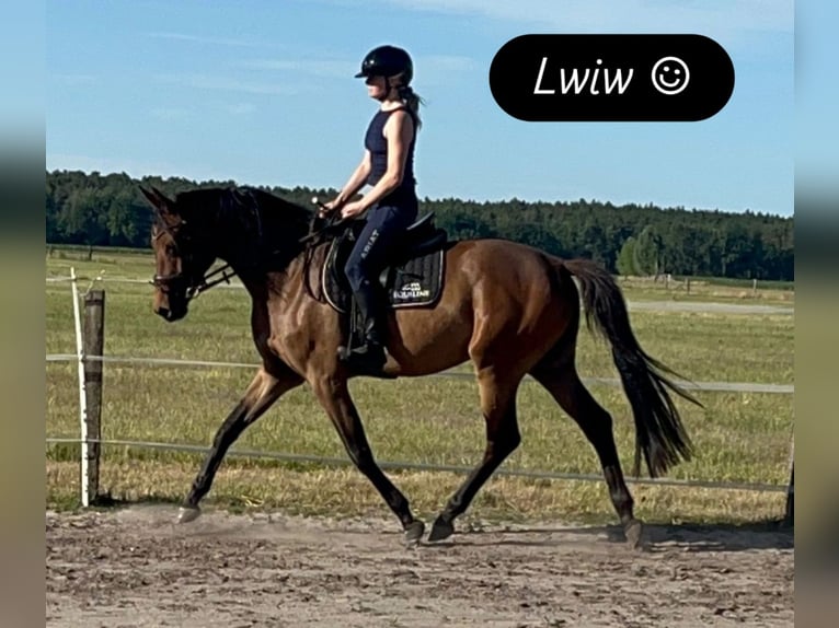 Koń trakeński Wałach 3 lat 168 cm Gniada in Ludwigslust
