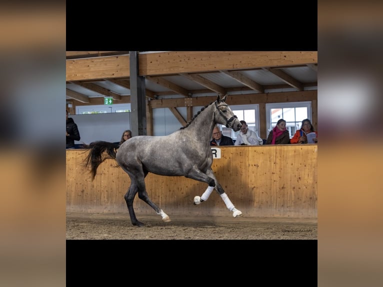 Koń trakeński Wałach 3 lat 168 cm Siwa in Panker