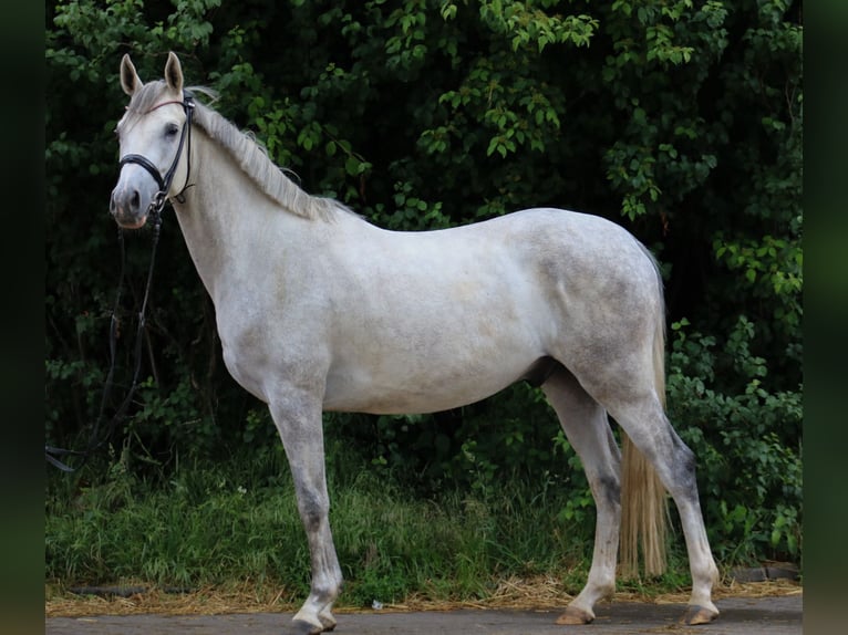Koń trakeński Wałach 4 lat 154 cm Siwa in Wartenberg