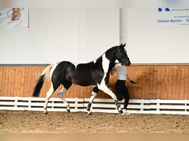 Koń trakeński Wałach 4 lat 162 cm Srokata in Brome