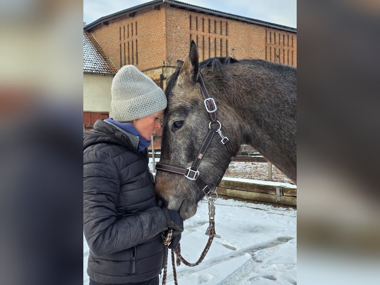 Koń trakeński Wałach 4 lat 163 cm Siwa in Wolfhagen