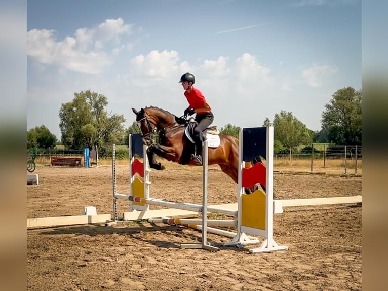 Koń trakeński Wałach 4 lat 164 cm Ciemnogniada in Rüsselsheim