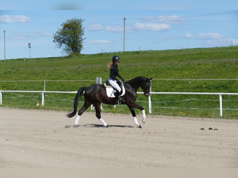 Koń trakeński Wałach 4 lat 164 cm Skarogniada in Ganschow