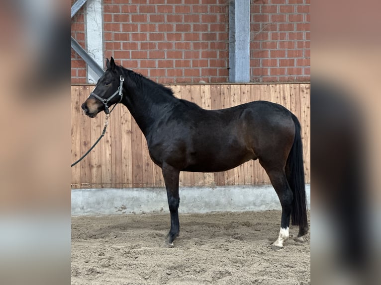 Koń trakeński Wałach 4 lat 165 cm Ciemnogniada in Ihlow LudwigsdorfIhlow