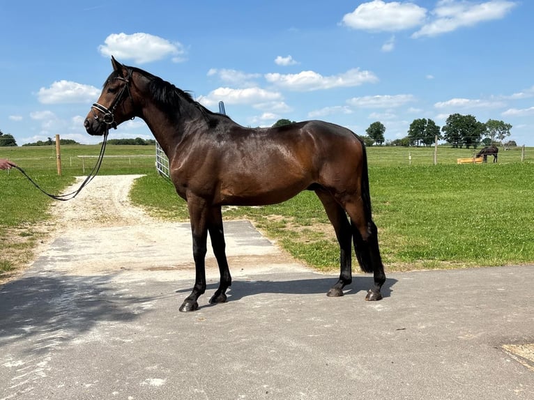 Koń trakeński Wałach 4 lat 165 cm Gniada in Herbstein