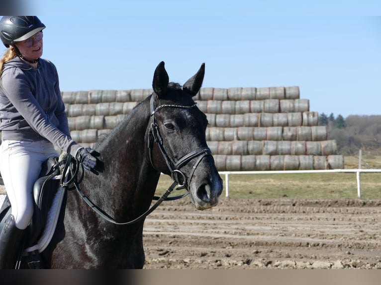 Koń trakeński Wałach 4 lat 167 cm  in Ganschow