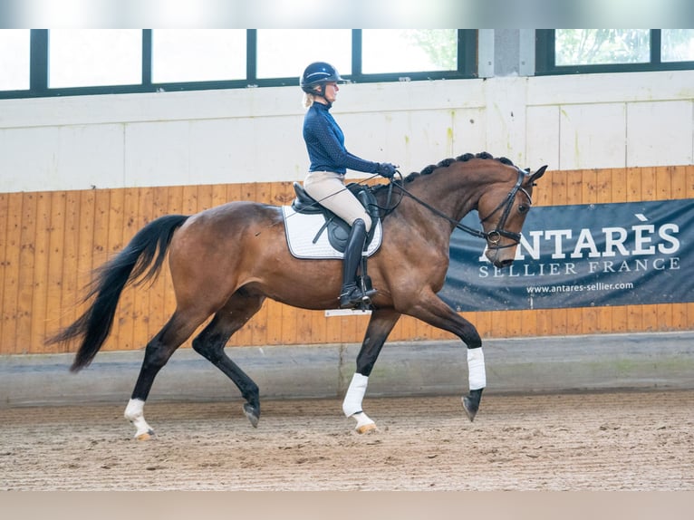 Koń trakeński Wałach 4 lat 168 cm Ciemnogniada in Essen (Oldenburg)