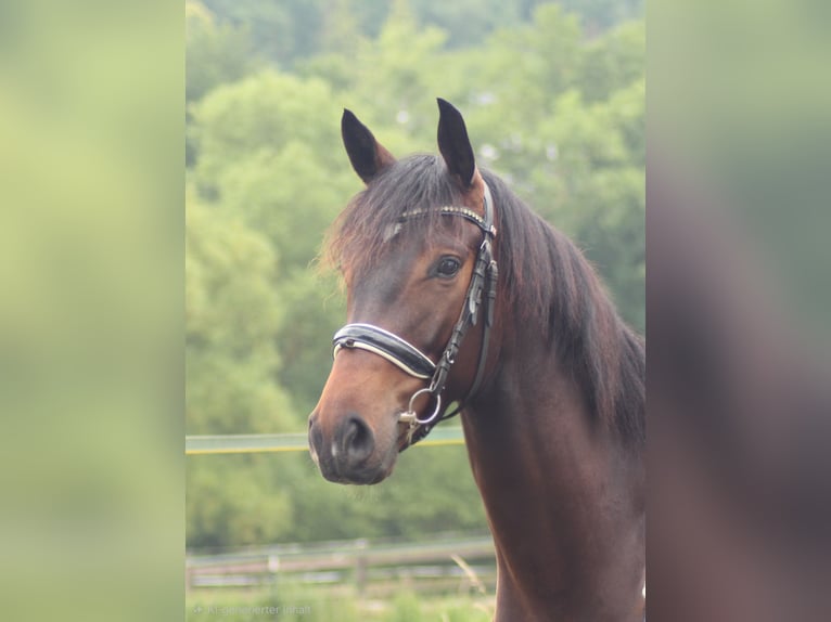 Koń trakeński Wałach 4 lat 168 cm Ciemnogniada in Hünfelden