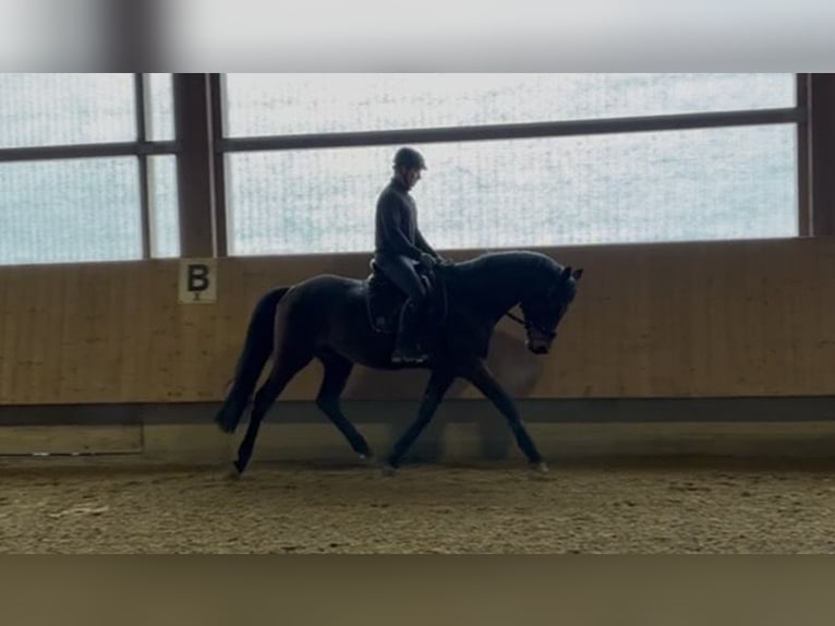 Koń trakeński Wałach 4 lat 168 cm Gniada in Langenenslingen