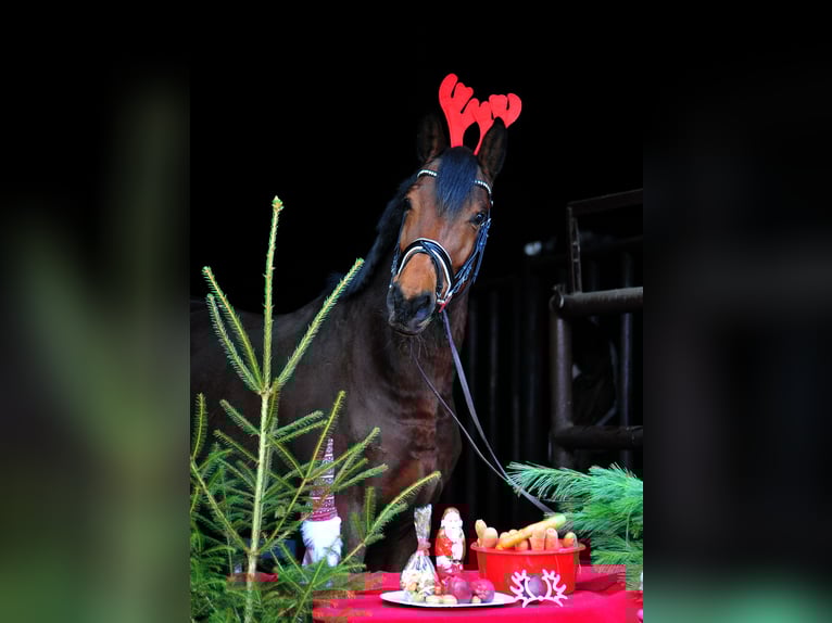 Koń trakeński Wałach 4 lat 171 cm Gniada in Emmerthal-Hämelschenburg