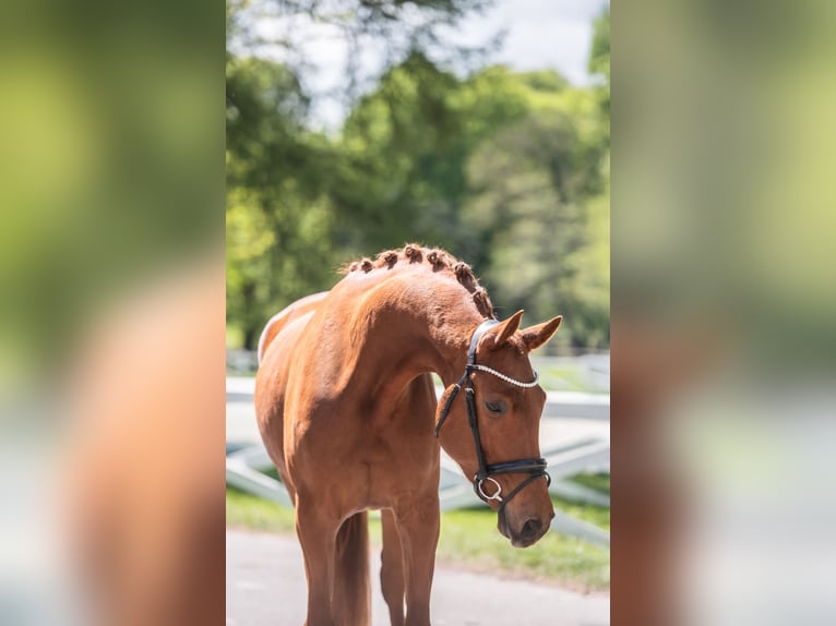 Koń trakeński Wałach 4 lat 171 cm Kasztanowata in Panker