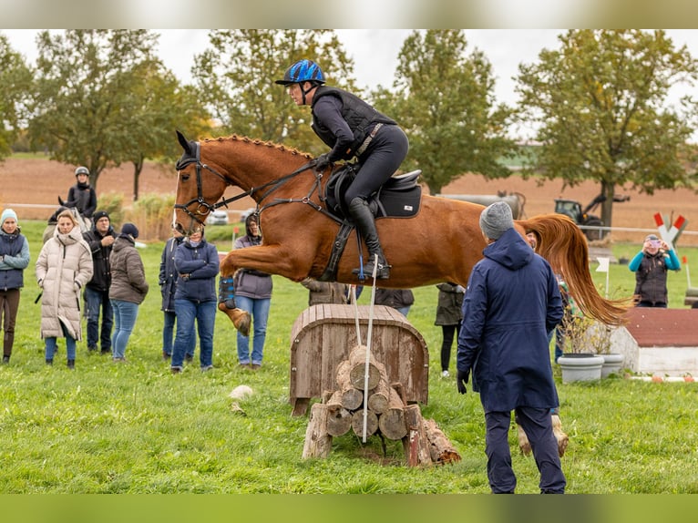 Koń trakeński Wałach 4 lat 175 cm Kasztanowata in Neunkirchen-Seelscheid