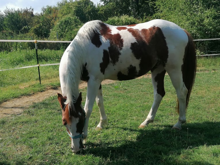 Koń trakeński Mix Wałach 4 lat  in Titz