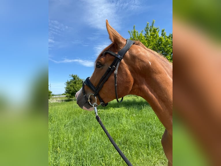 Koń trakeński Wałach 5 lat 160 cm Kasztanowata in Göttingen