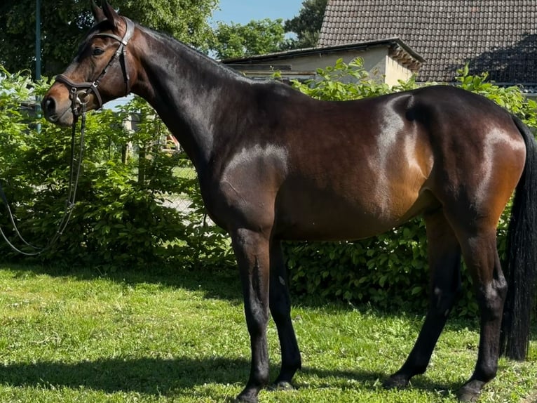 Koń trakeński Wałach 5 lat 161 cm Skarogniada in Aulosen