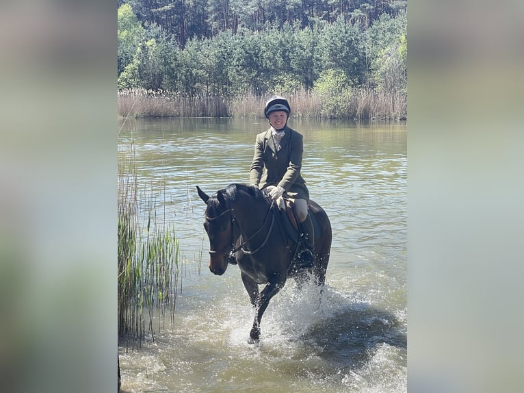 Koń trakeński Wałach 5 lat 161 cm Skarogniada in Aulosen