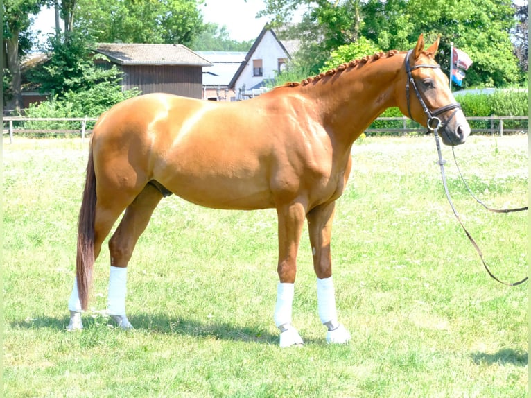 Koń trakeński Wałach 5 lat 166 cm Kasztanowata in Hopsten