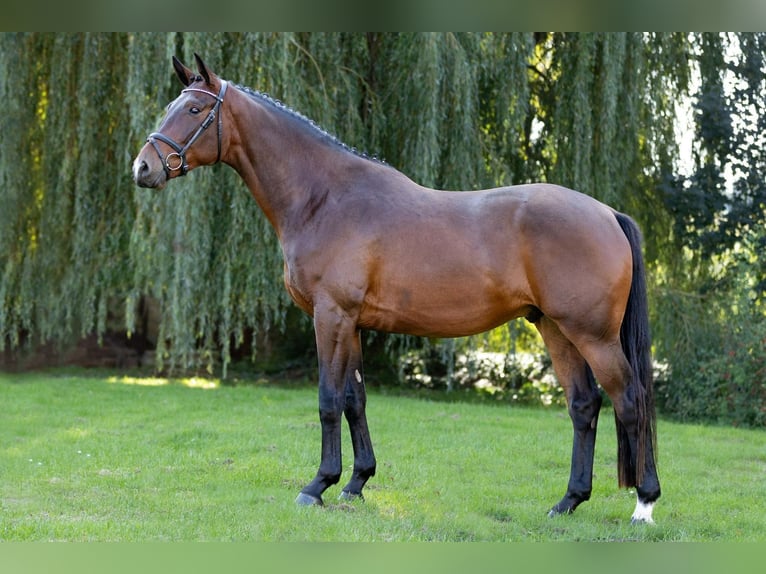 Koń trakeński Wałach 5 lat 168 cm Ciemnogniada in Altenstadt