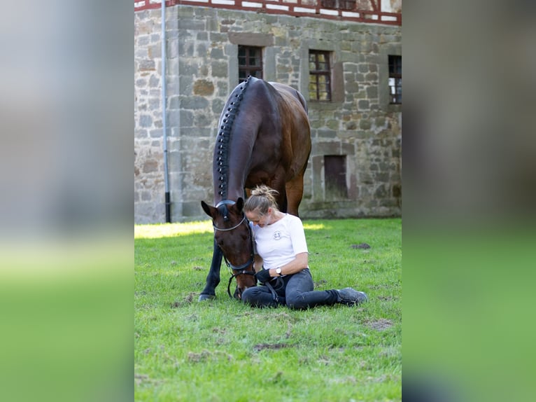 Koń trakeński Wałach 5 lat 168 cm Ciemnogniada in Altenstadt