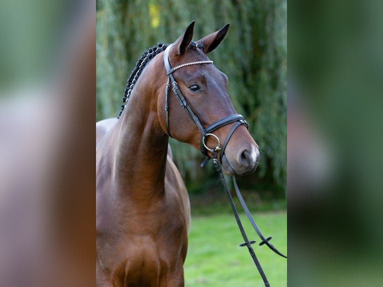 Koń trakeński Wałach 5 lat 168 cm Ciemnogniada in Altenstadt