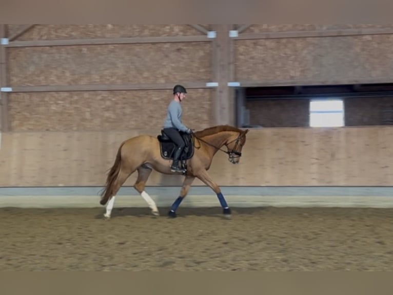 Koń trakeński Wałach 5 lat 168 cm Kasztanowata in Langenenslingen