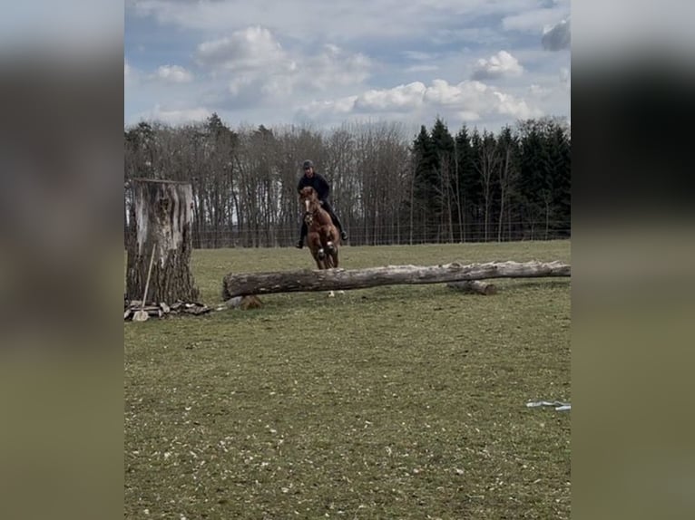 Koń trakeński Wałach 5 lat 168 cm Kasztanowata in Langenenslingen