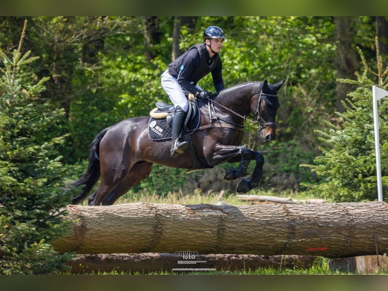 Koń trakeński Wałach 5 lat 170 cm Ciemnogniada in Neuenkirchen