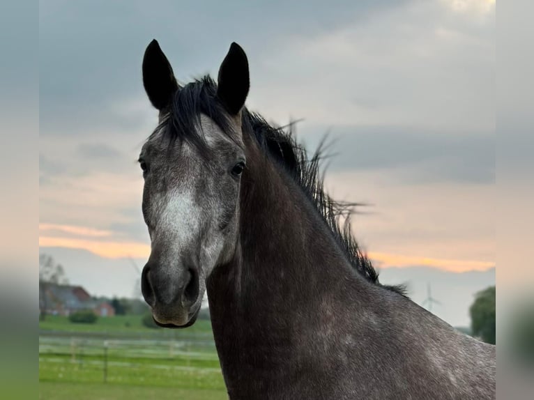 Koń trakeński Wałach 5 lat 170 cm Siwa in Bad Oldesloe