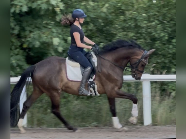 Koń trakeński Wałach 5 lat 171 cm Gniada in Wiesbaden