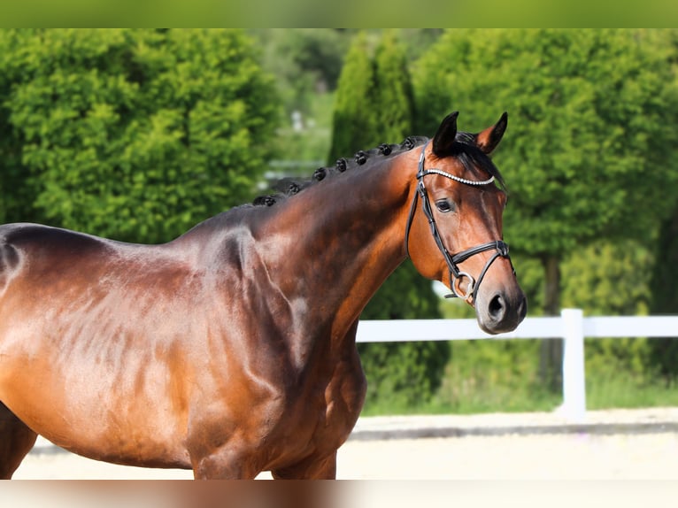 Koń trakeński Wałach 5 lat 172 cm Ciemnogniada in Schw&#xE4;bisch Hall