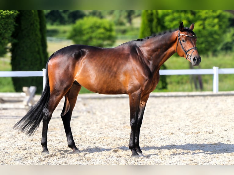 Koń trakeński Wałach 5 lat 172 cm Ciemnogniada in Schw&#xE4;bisch Hall