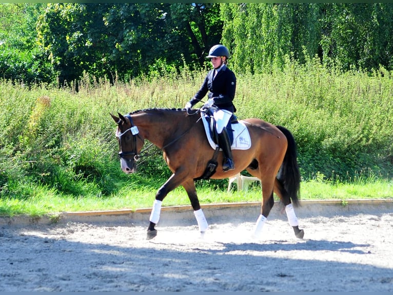 Koń trakeński Wałach 5 lat 173 cm Ciemnogniada in Emmerthal