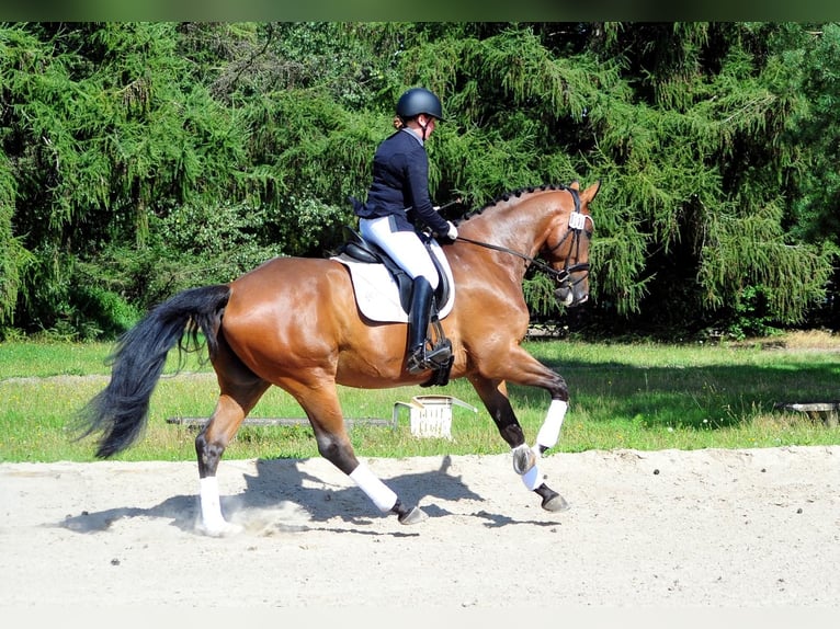 Koń trakeński Wałach 5 lat 173 cm Ciemnogniada in Emmerthal