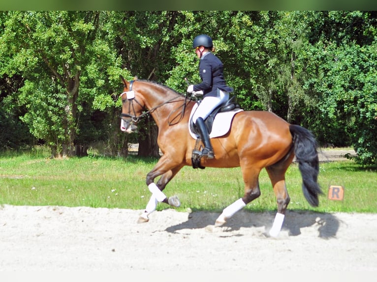 Koń trakeński Wałach 5 lat 173 cm Ciemnogniada in Emmerthal