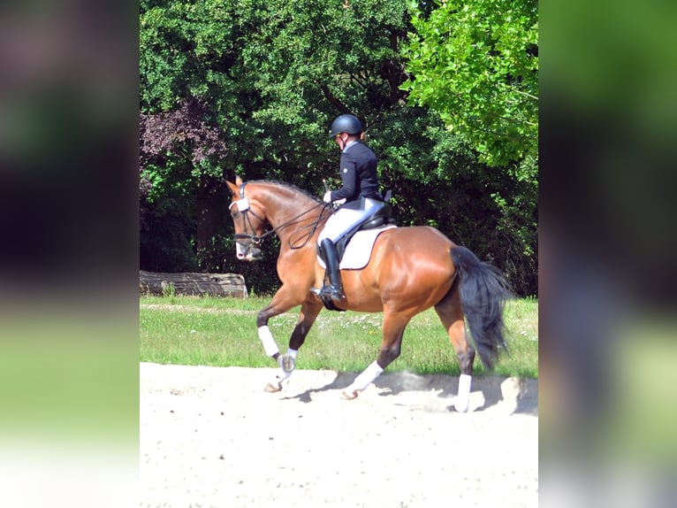 Koń trakeński Wałach 5 lat 173 cm Ciemnogniada in Emmerthal