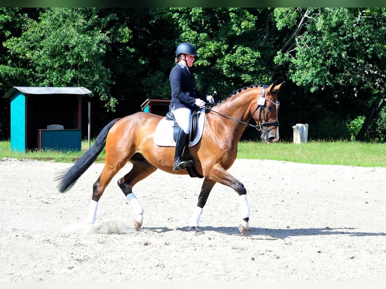 Koń trakeński Wałach 5 lat 173 cm Ciemnogniada in Emmerthal