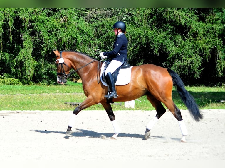 Koń trakeński Wałach 5 lat 173 cm Ciemnogniada in Emmerthal