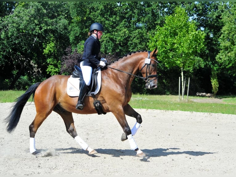 Koń trakeński Wałach 5 lat 173 cm Ciemnogniada in Emmerthal