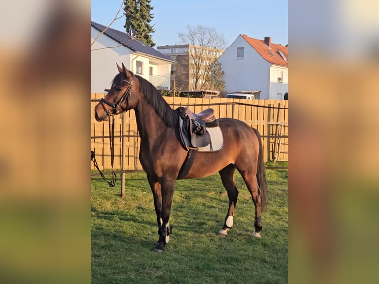 Koń trakeński Wałach 6 lat 164 cm Gniada in Celle