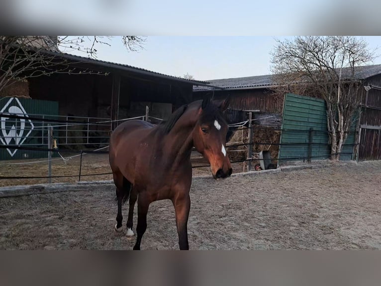 Koń trakeński Wałach 6 lat 164 cm Gniada in Celle