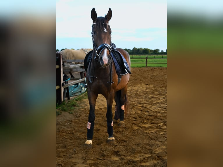 Koń trakeński Wałach 6 lat 165 cm Gniada in Ruurlo