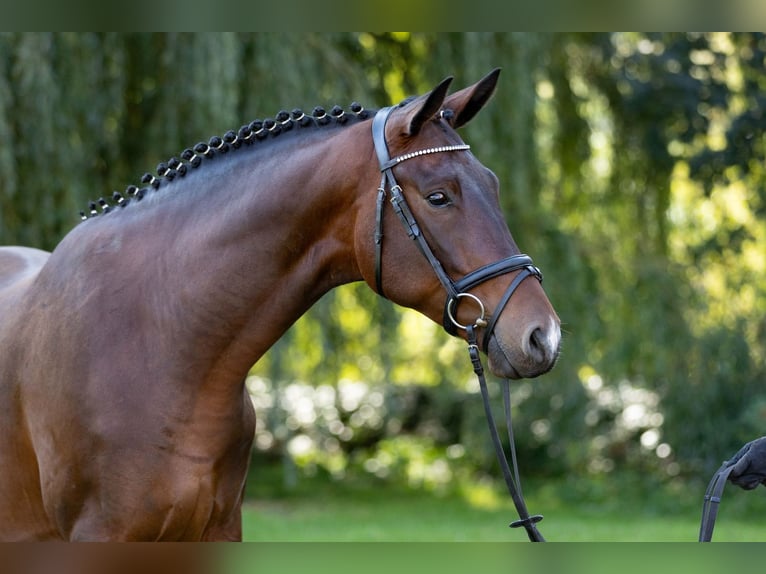 Koń trakeński Wałach 6 lat 168 cm Ciemnogniada in Altenstadt
