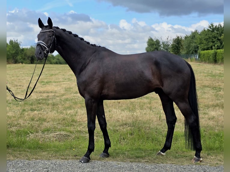 Koń trakeński Wałach 6 lat 172 cm Skarogniada in Cremlingen