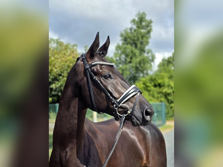 Koń trakeński Wałach 6 lat 172 cm Skarogniada in Cremlingen
