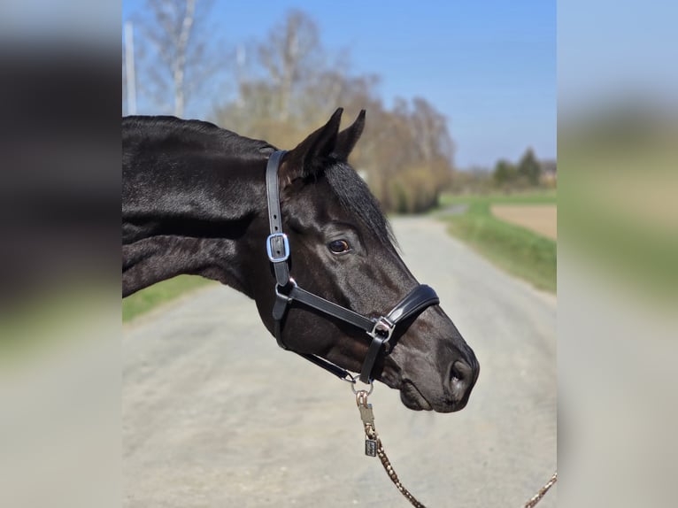 Koń trakeński Wałach 6 lat 172 cm Skarogniada in Cremlingen